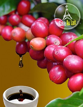קפה ירוק אתיופיה יירגשף - Ethiopia Yigacheffe קפה ירוק אתיופיה יירגשף - Ethiopia Yigacheffe